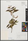 Foto von Salix triandra subsp. triandra L.